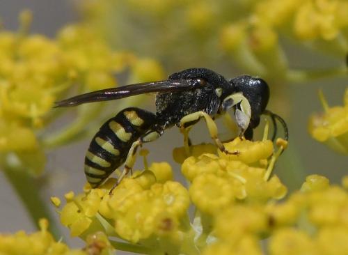 Réf. 234 023 : Lestica clypeata